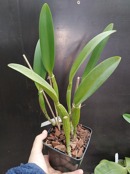 Cattleya trianae 'Waldemar Silva' x trianae lab escuro-integro 'Monte Verde'.jpg
