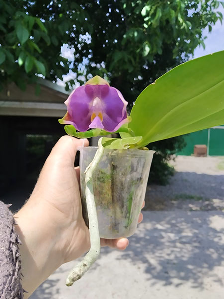 Phalaenopsis Mituo Reflex Dragon 'Blue-2' x Mituo Speciosa 'Mituo#1'.jpg