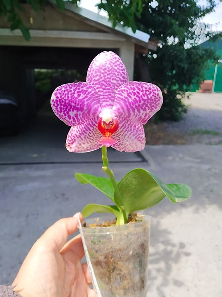 Phalaenopsis Miro Jo Gi 'Mituo #1' x Mituo Sun 'Mituo #1'.jpg