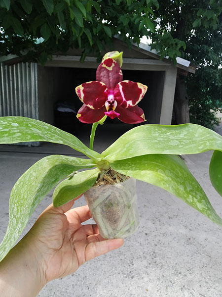 Phalaenopsis Yaphon Black Rose 'BKM-13'.jpg