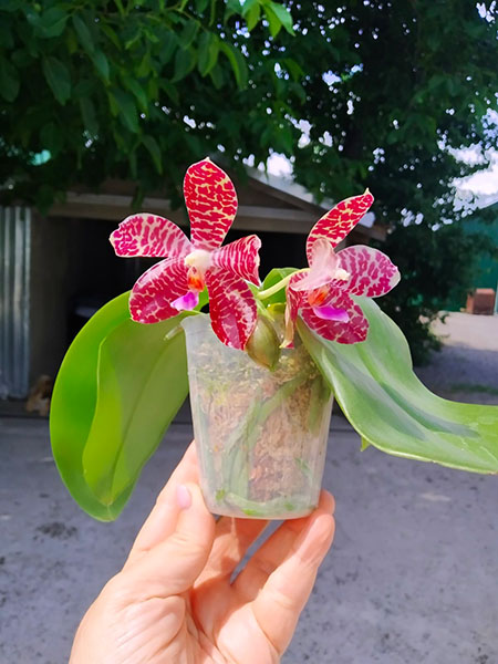 Phalaenopsis Mituo Purple Dragon x gigantea alba 'Ta wei'.jpg