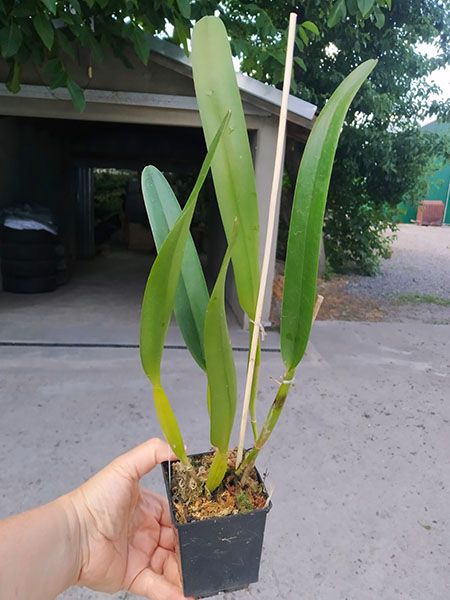 Laelia purpurata sanguinea '563' x rosada '673 Adori'.jpg