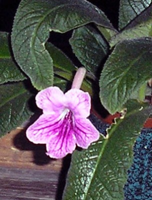 P5310045.jpg