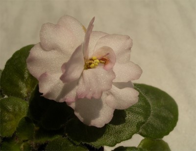 IMGP2510a.jpg