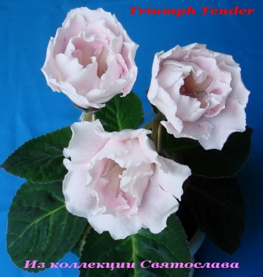 Triumph Tender1.jpg