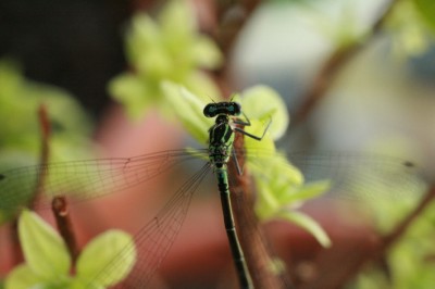 IMG_6528.jpg