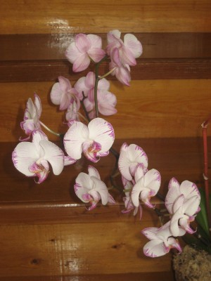 Orha-013.jpg