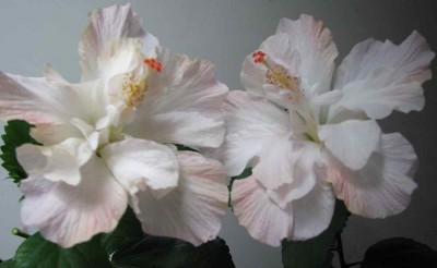 Nannette-Peach.jpg