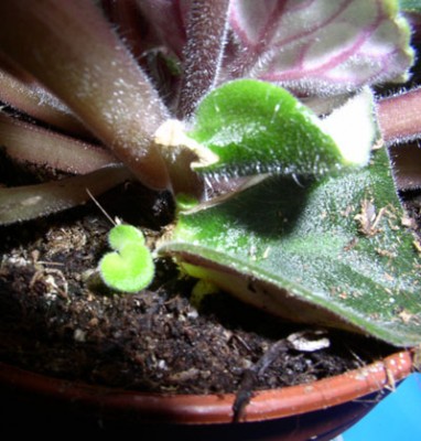 P1010009.JPG
