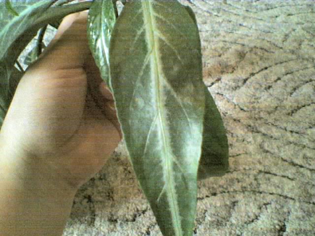 11-03-06_1319.jpg