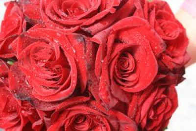 805357_roses.jpg