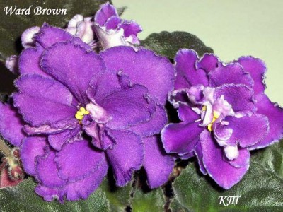 Ward Brown.JPG