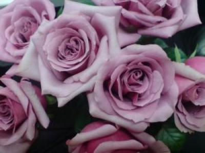 803028_yam_roses_3.jpg