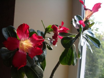 adenium tai 2007 06 16.jpg