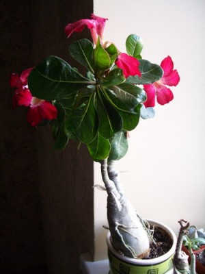 adenium tai 2007 06 17.jpg