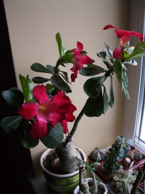 adenium tai 2007 06 19.jpg