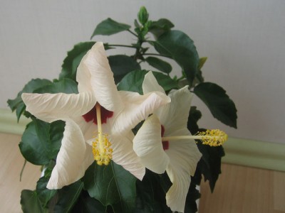 IMG_3008a.jpg