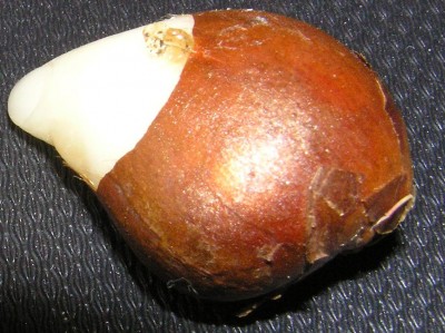 P6201440.jpg
