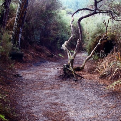 rtr_road_tree.jpg