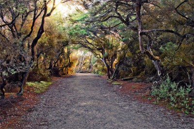 rtr_forest4_640.jpg
