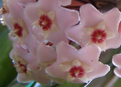 hoya1.jpg
