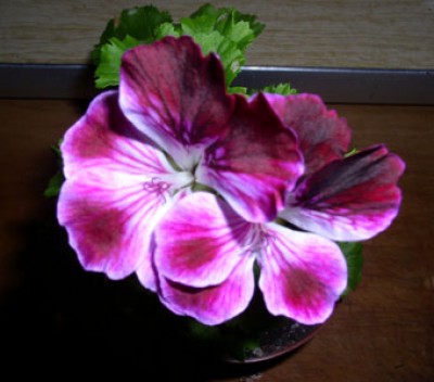 P1010015-.jpg