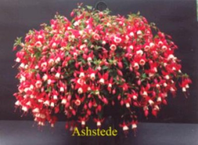 Ashstede.jpg
