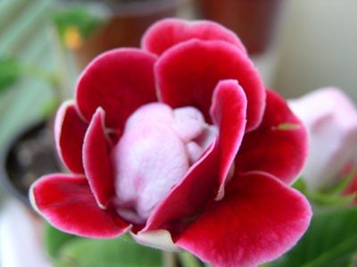 P1010007-.jpg