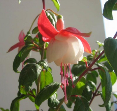 IMG_2575a.jpg