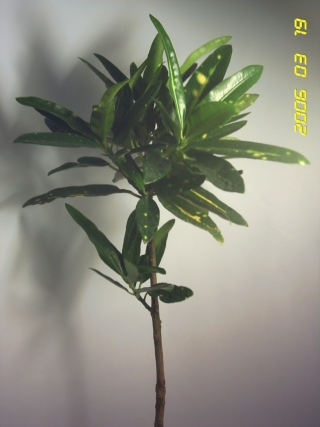 PICT0091.jpg