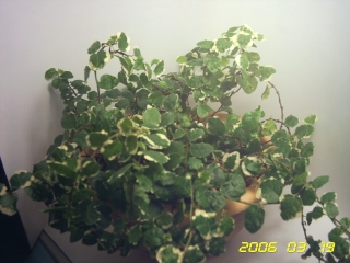 PICT0092.jpg