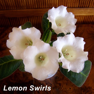 Lemon Swirls.jpg