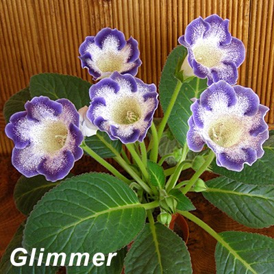 Glimmer_2.jpg