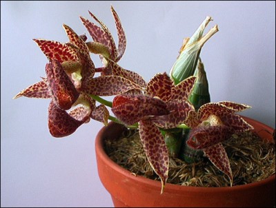 mormodes-29-09-06-03.jpg