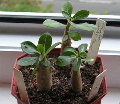 adeniums.jpg