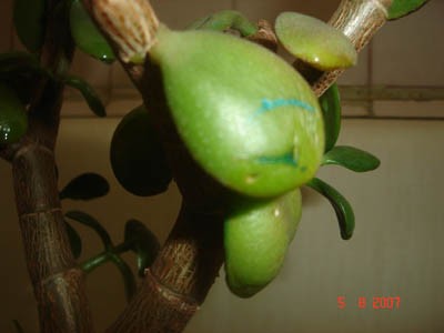 DSC03025.JPG