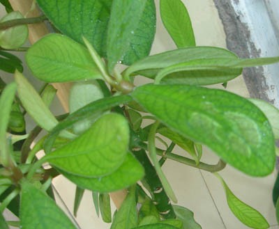 DSC03031.JPG