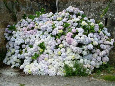 Hortensia Xigante