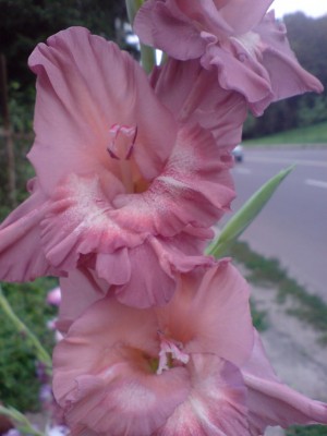 DSC00017.jpg