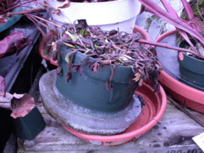 ice-2.gif