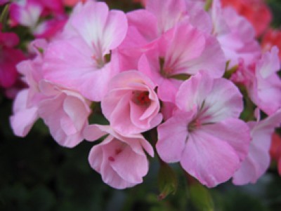Black-Velvet-Appleblossom-.jpg