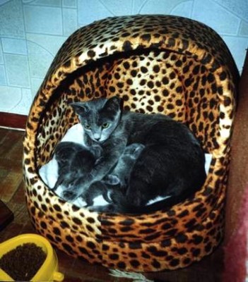  котята.jpg