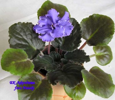 Вот кто порадовал! Первый цветочек