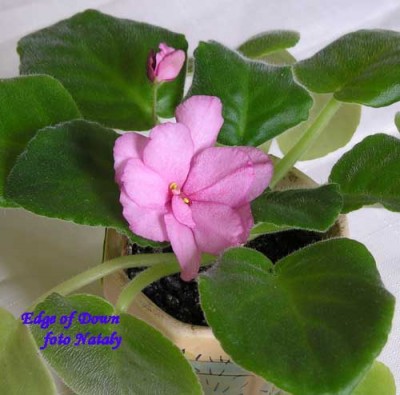 Первое цветение, кайма отсутствует совсем