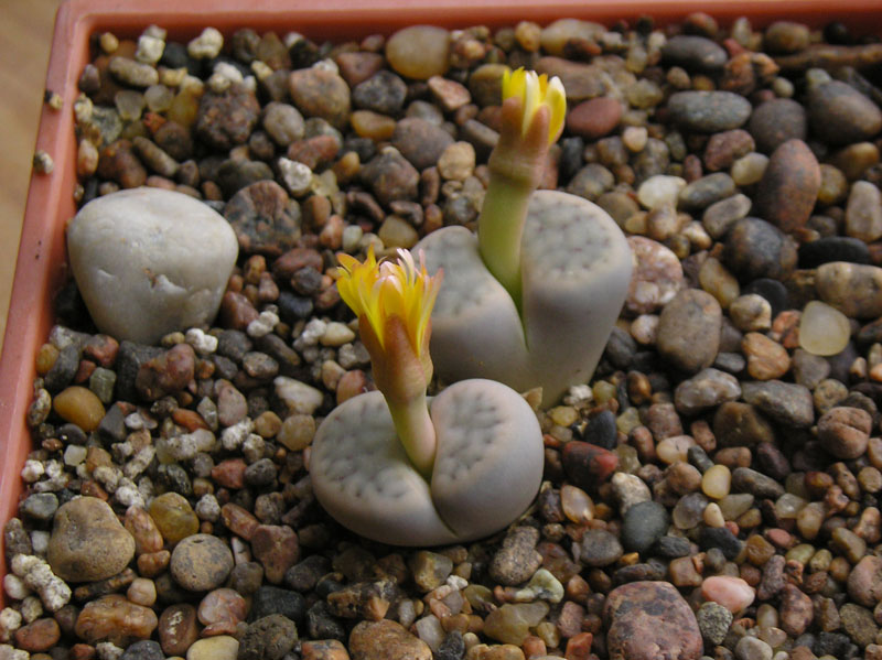 P1010031.JPG