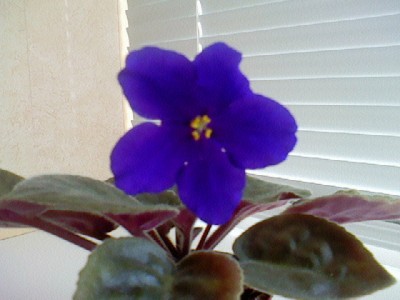 Африканская ночь