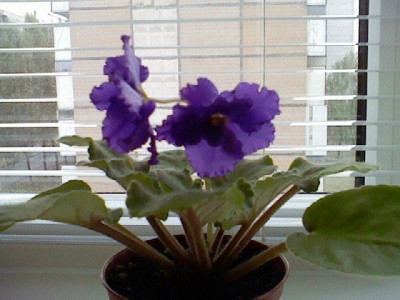 Ежевичка, красывые-красивые у нее цветочки и оч. крупные