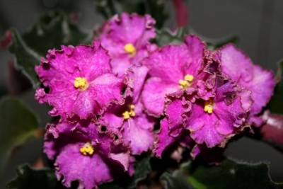 Halo s  Aglitter sport.JPG