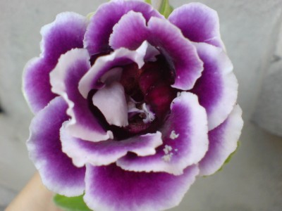 DSC00129.jpg