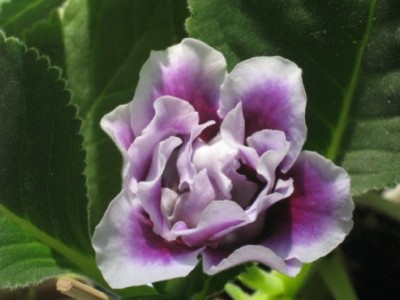 IMG_1752.jpg